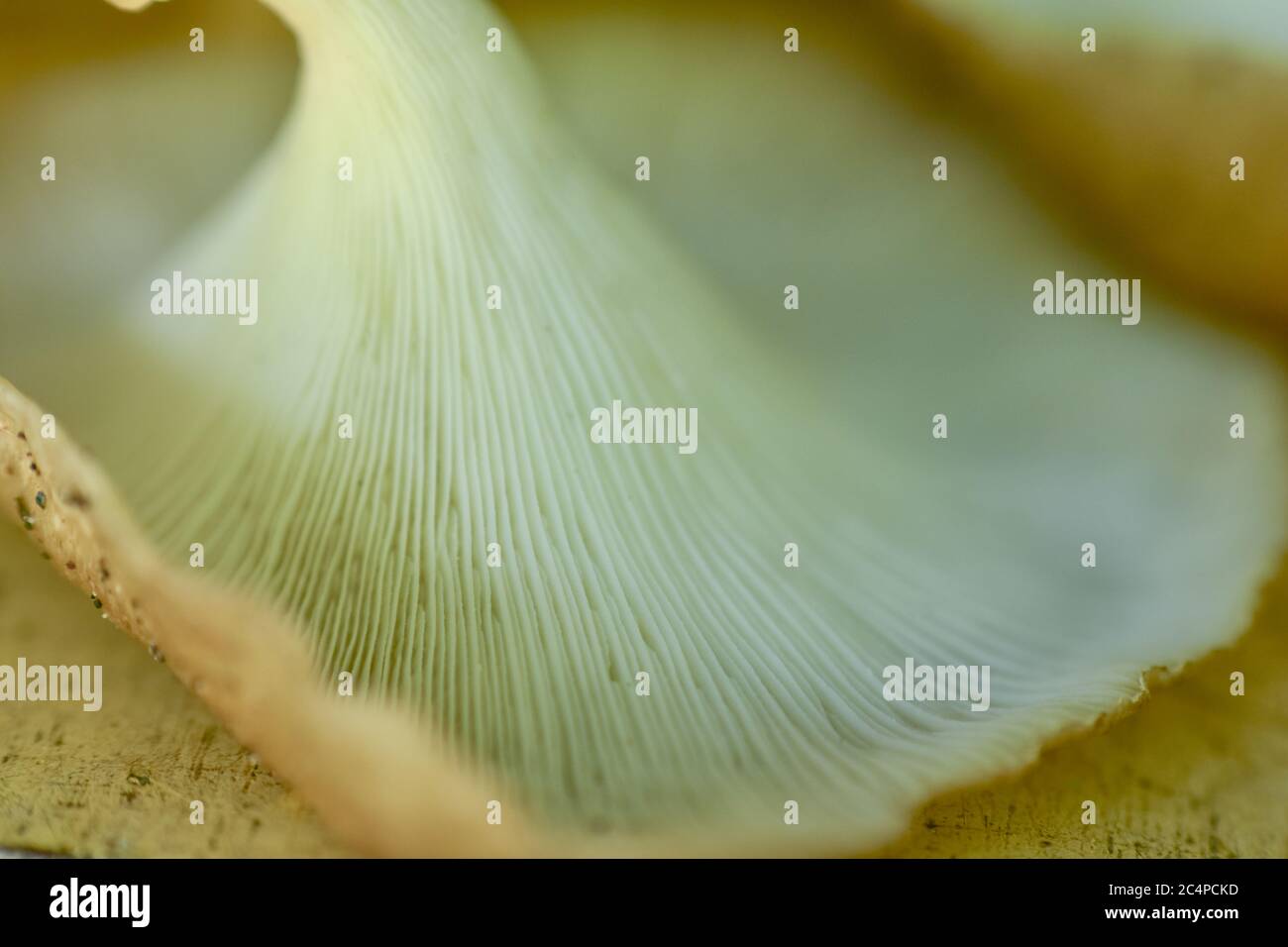 Gorgeous Where Can I Buy Oyster Mushrooms Moment Digital Art Gorgeous Where Can I Buy Oyster Mushrooms Moment Digital Art