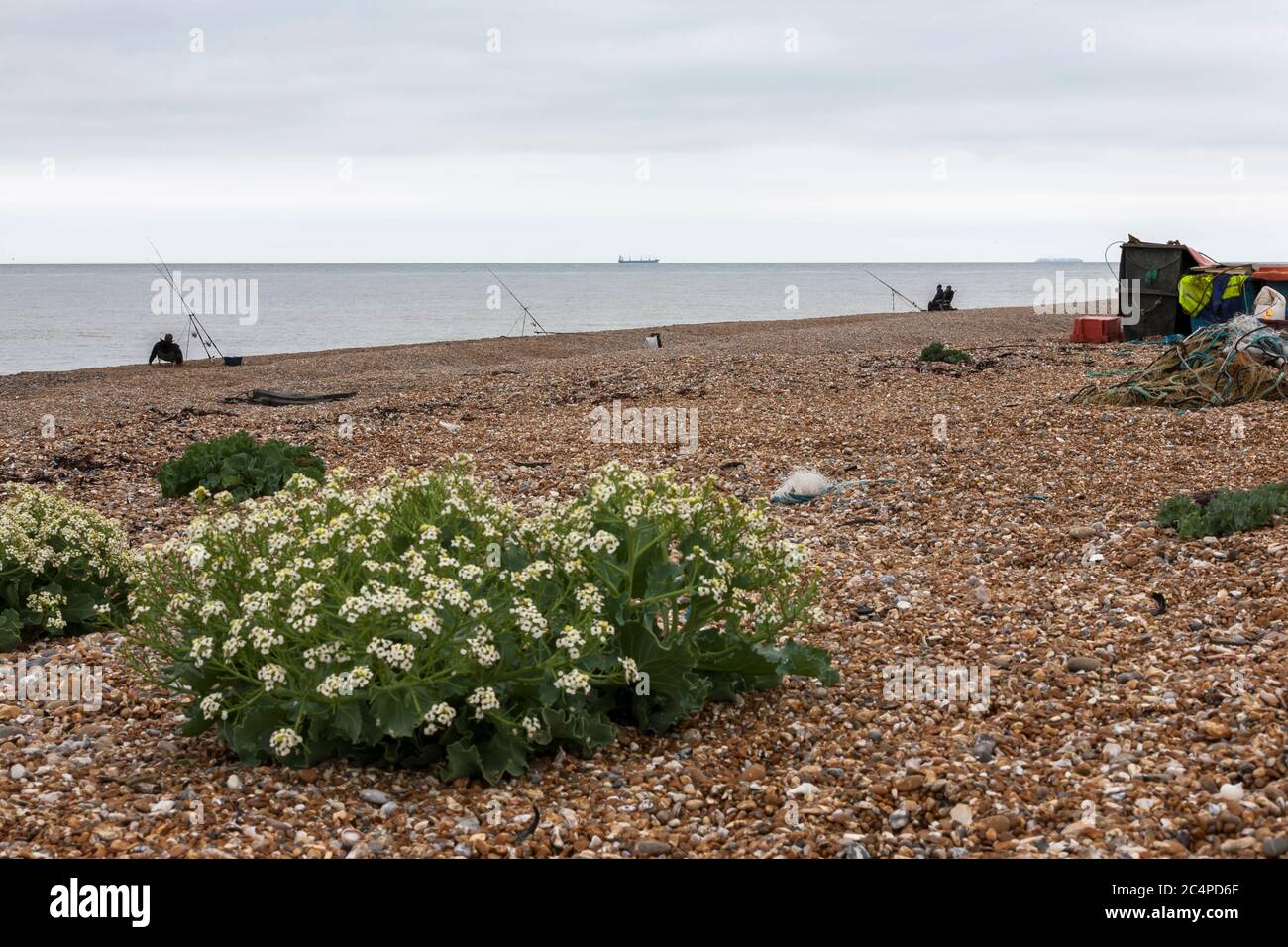 The shingle beach at Dungeness, Kent, England, UK, with a couple of ...