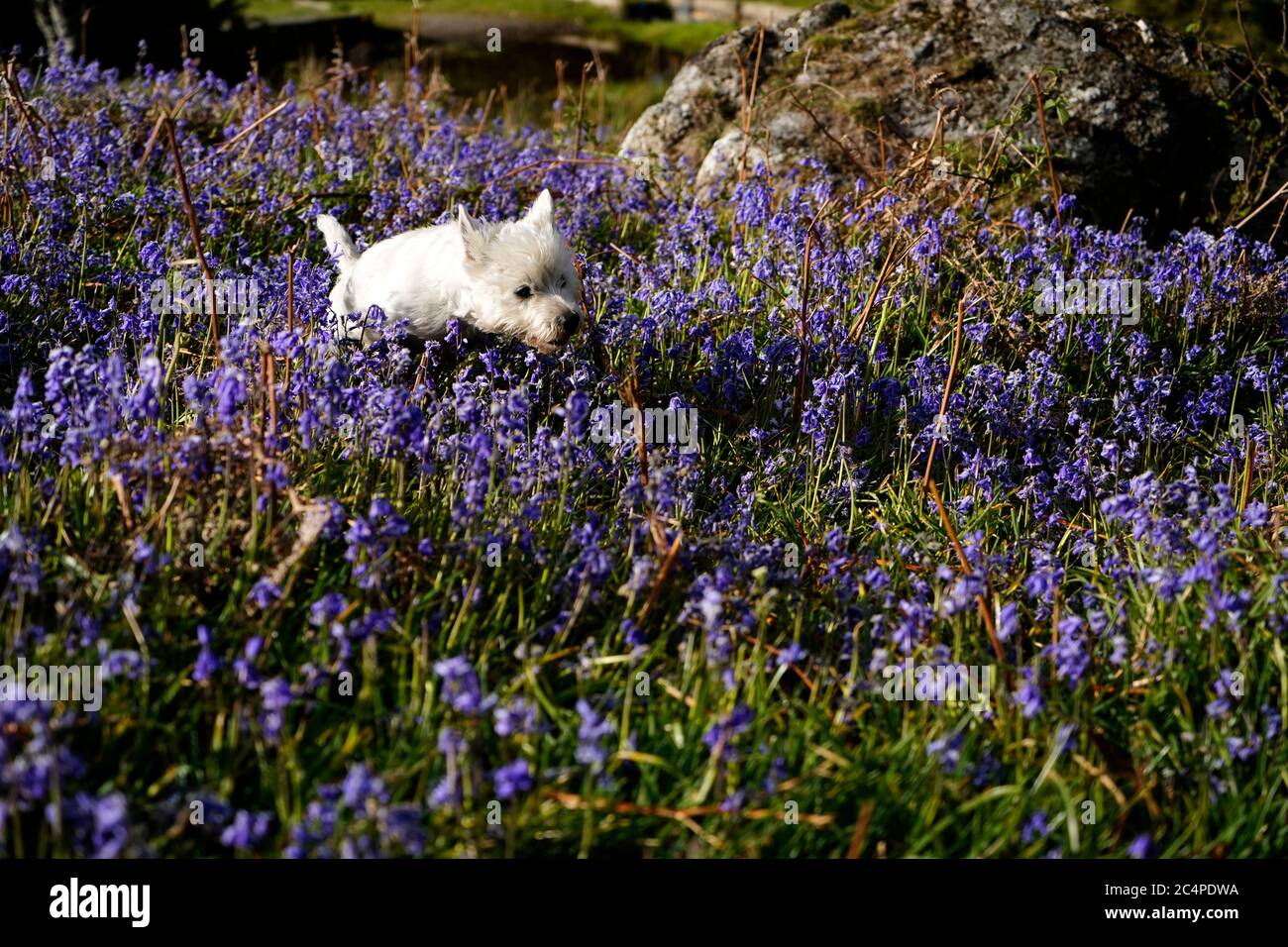 Doggy playtime on Dartmoor Stock Photo