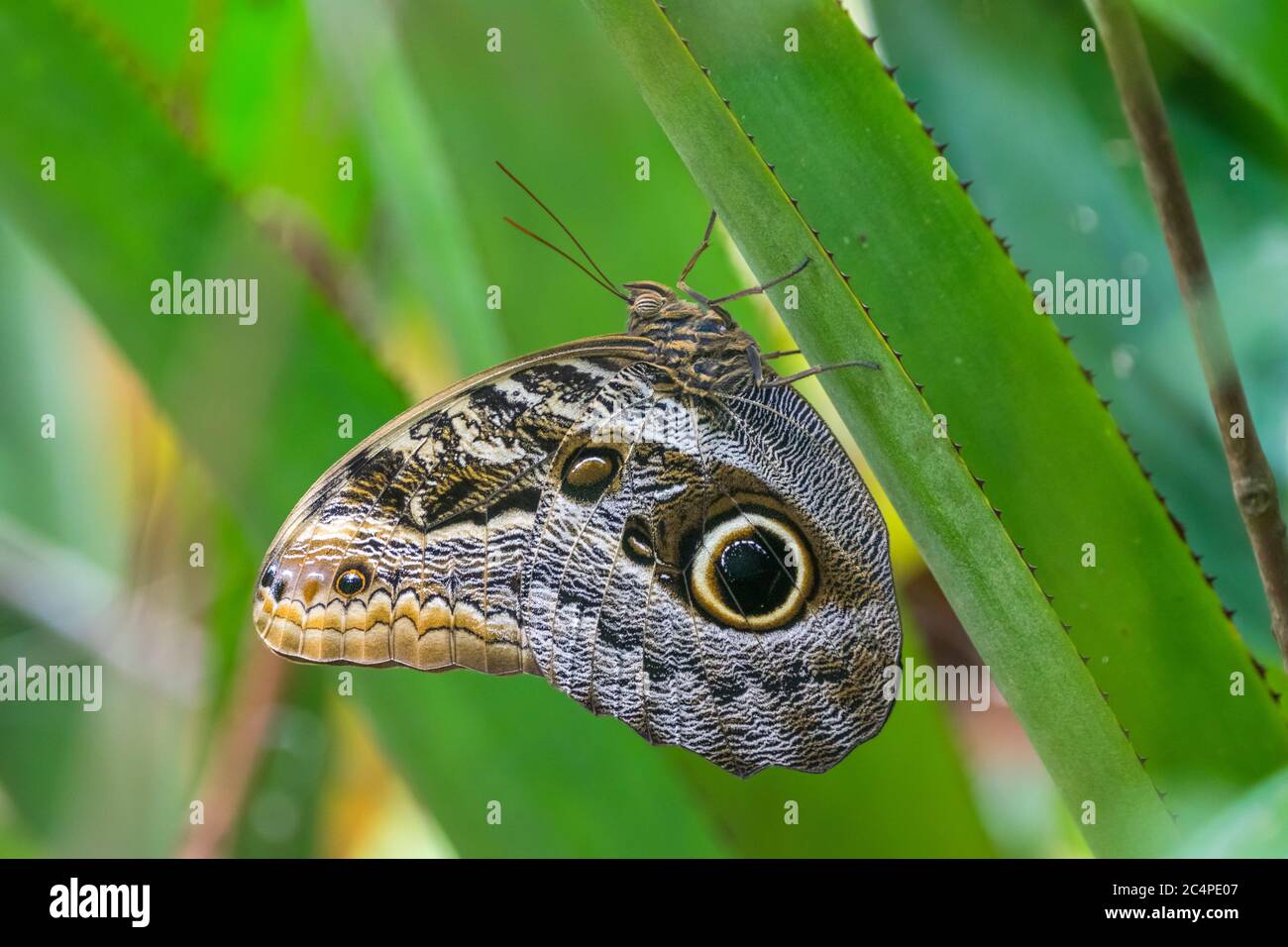 Owl butterfly perched on a leaf in the brazilian Atlantic Rainforest. Stock Photo