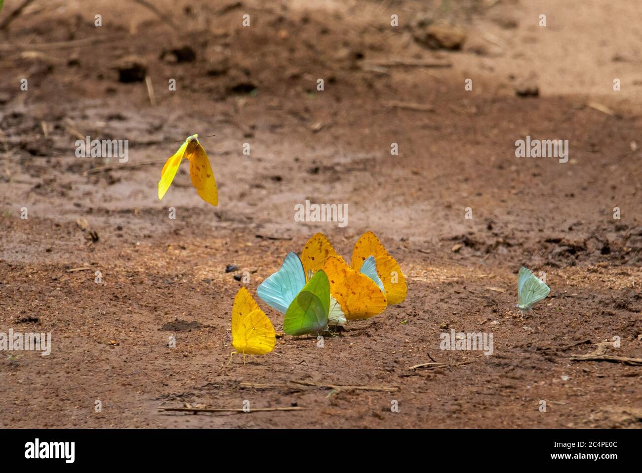Detail of a collective of colorful butterflies puddling. They are sipping moisture from mud to take in salts and minerals from the soil. Stock Photo