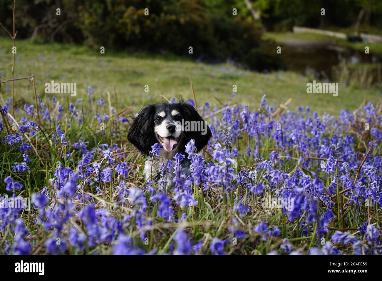 Doggy playtime on Dartmoor Stock Photo