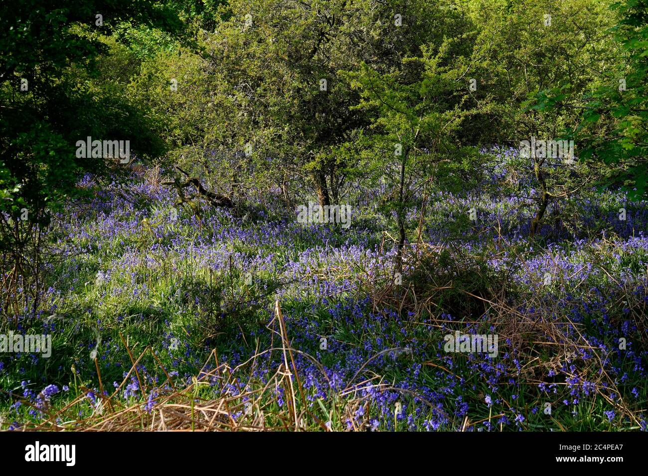 Woodland setting in Emsworthy Nature Reserve Stock Photo Alamy
