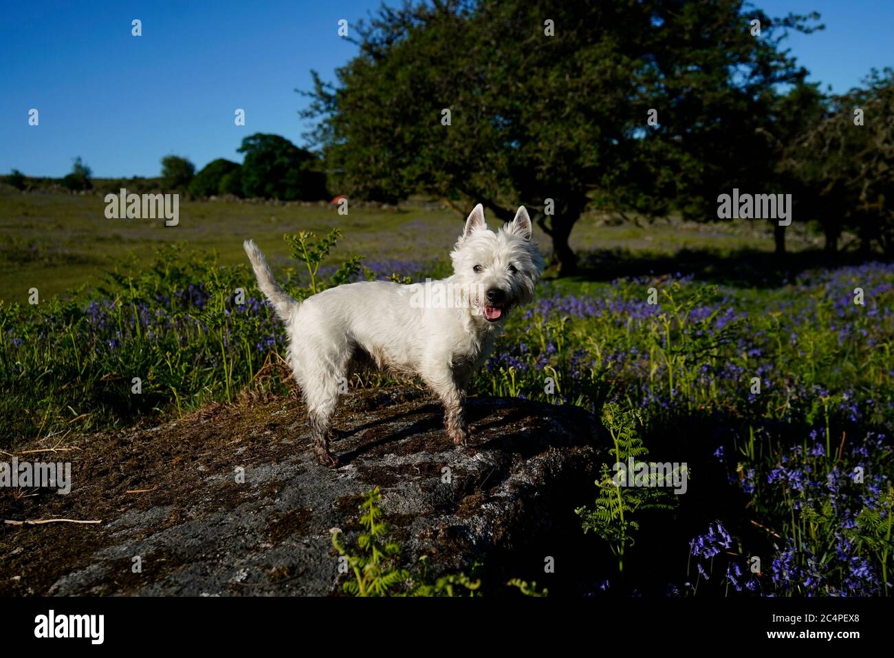 Doggy playtime on Dartmoor Stock Photo