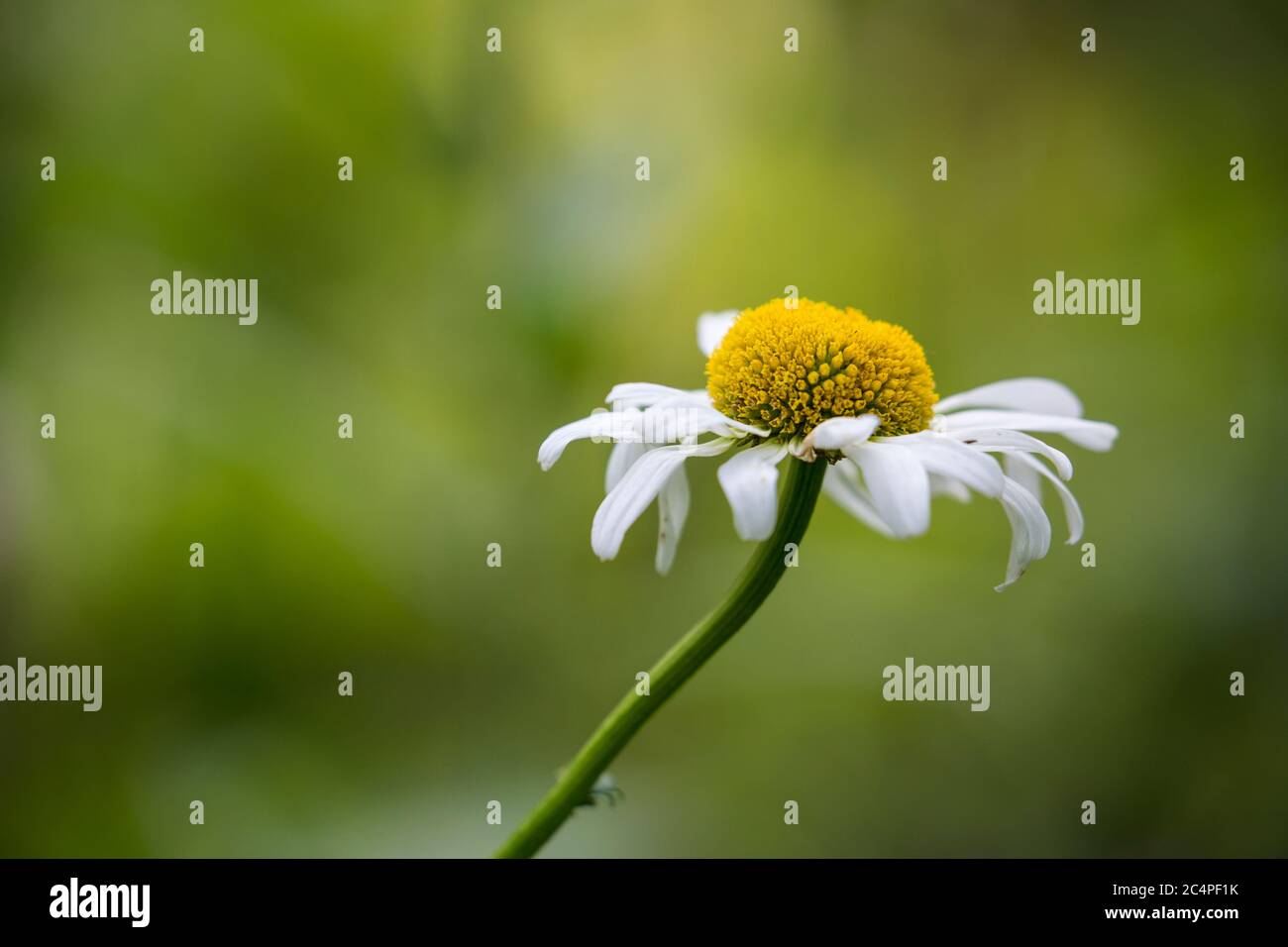 Large Daisy High Resolution Stock Photography and Images Alamy