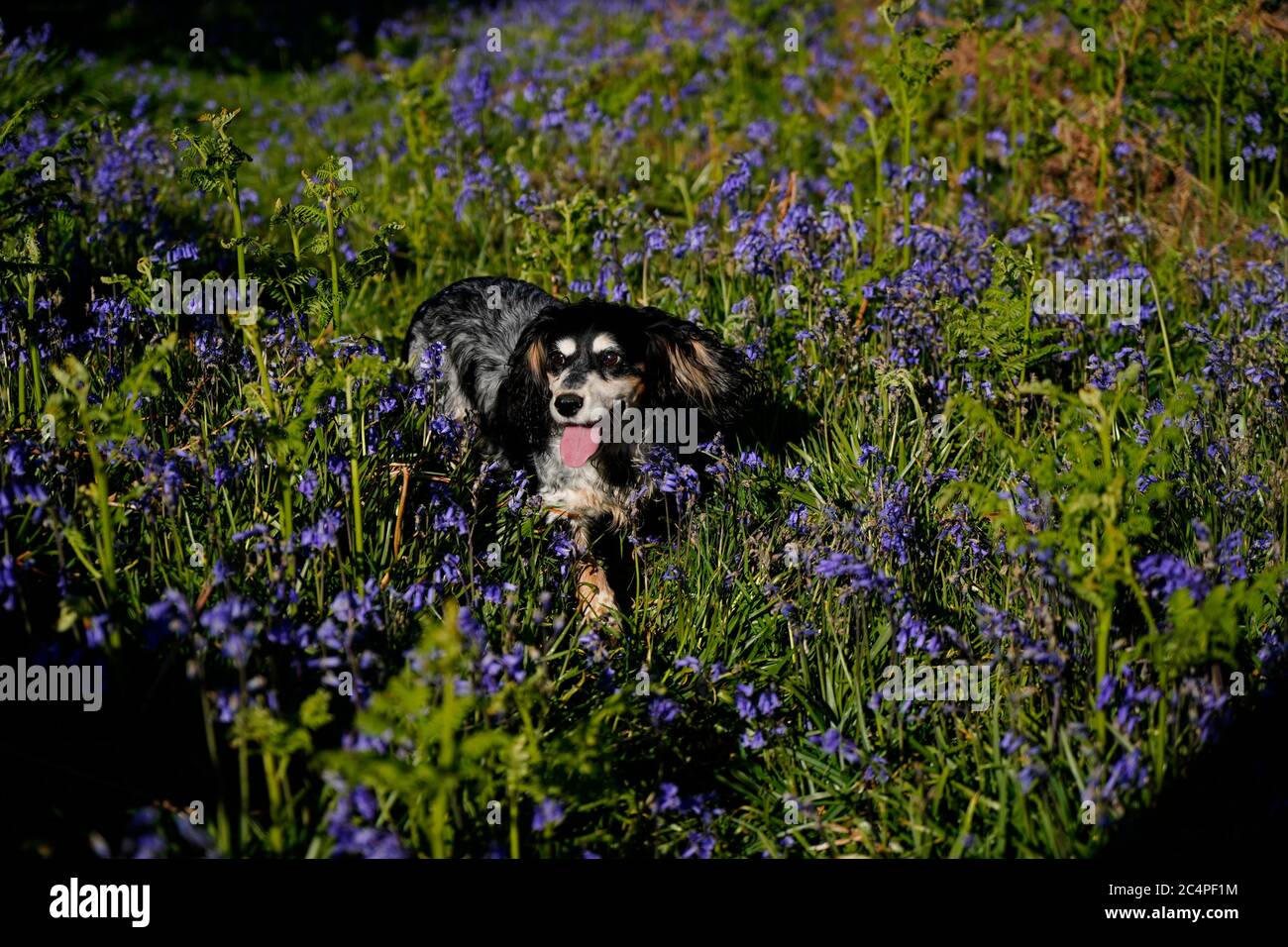 Doggy playtime on Dartmoor Stock Photo