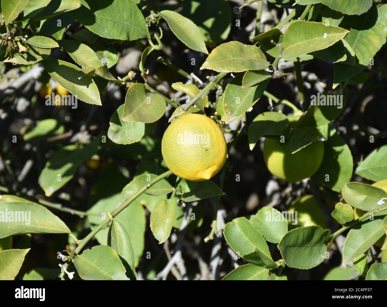 Lemon fruit hanging on a tree and ripening Stock Photo - Alamy