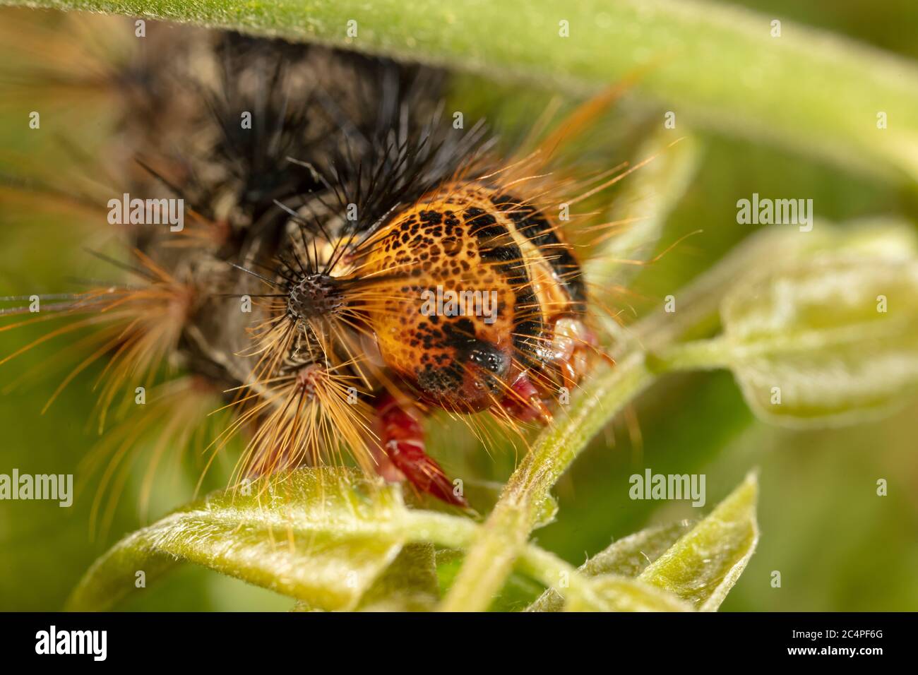 Orange And Black Caterpillar Of The Gypsy Moth Lymantria Dispar With Big Spines On A Green Leaf Stock Photo Alamy