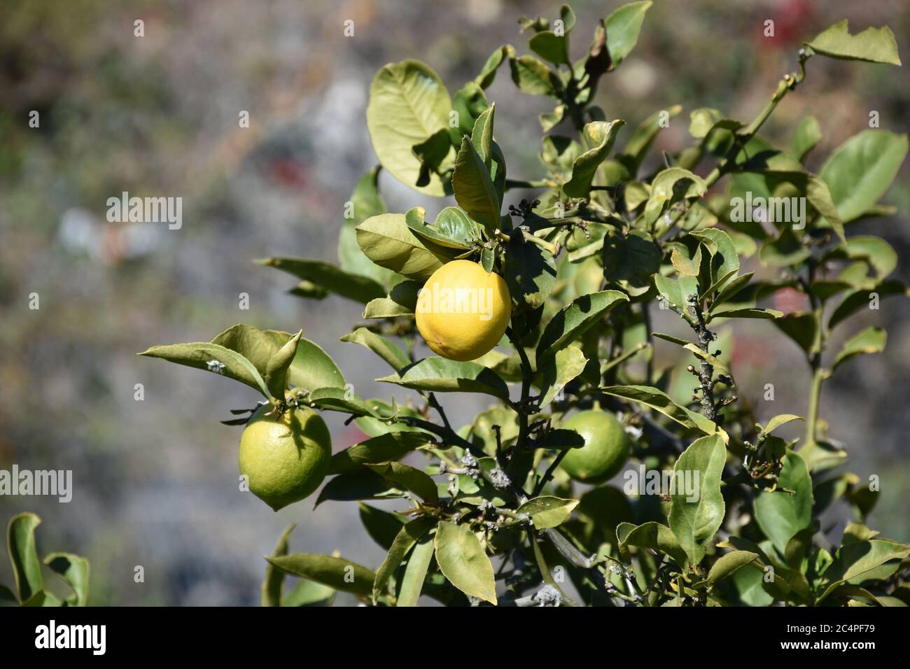 Lemon tree with lemons ripening in Southern California Stock Photo Alamy
