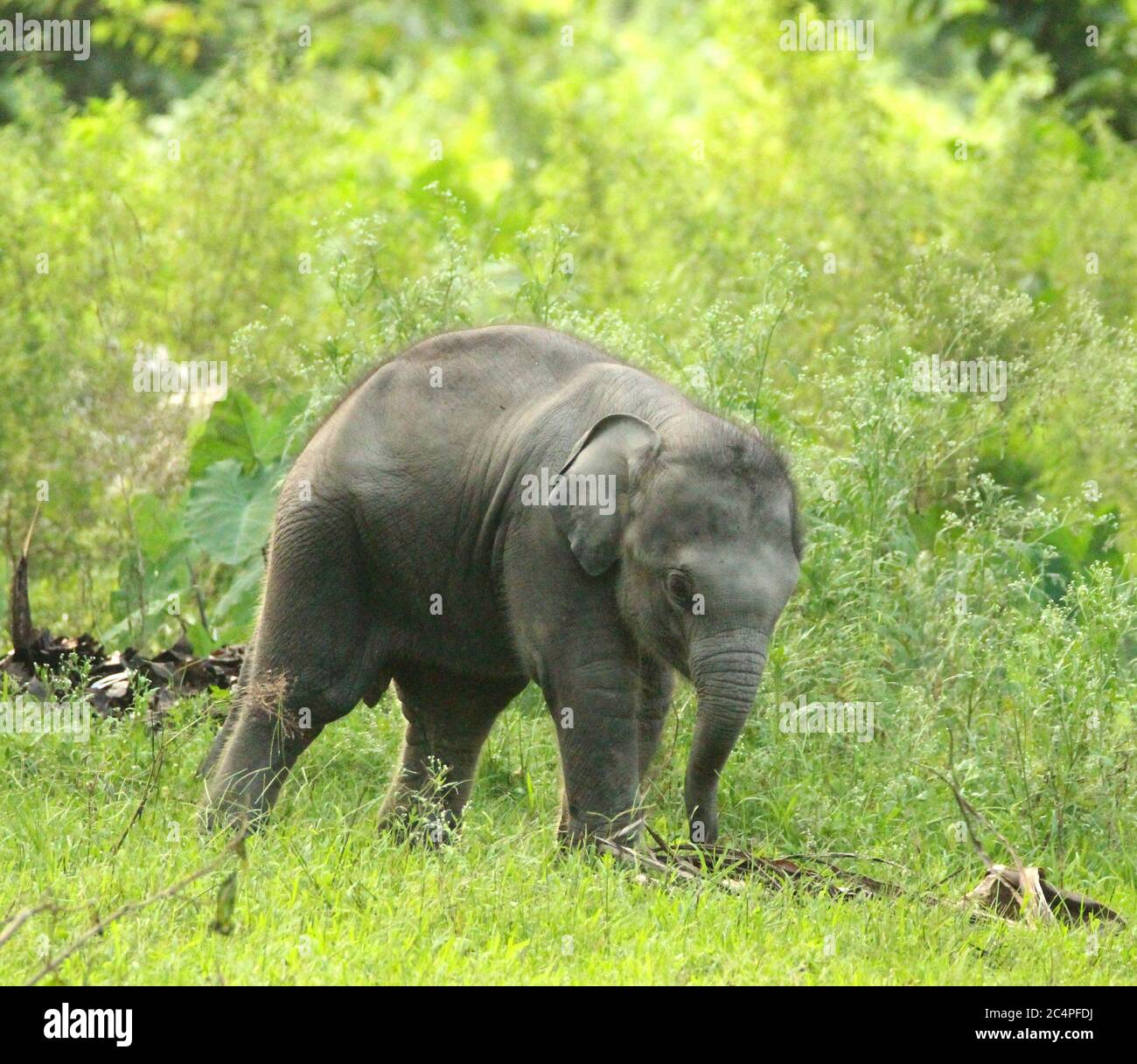 Indian Elephant calf Stock Photo Alamy