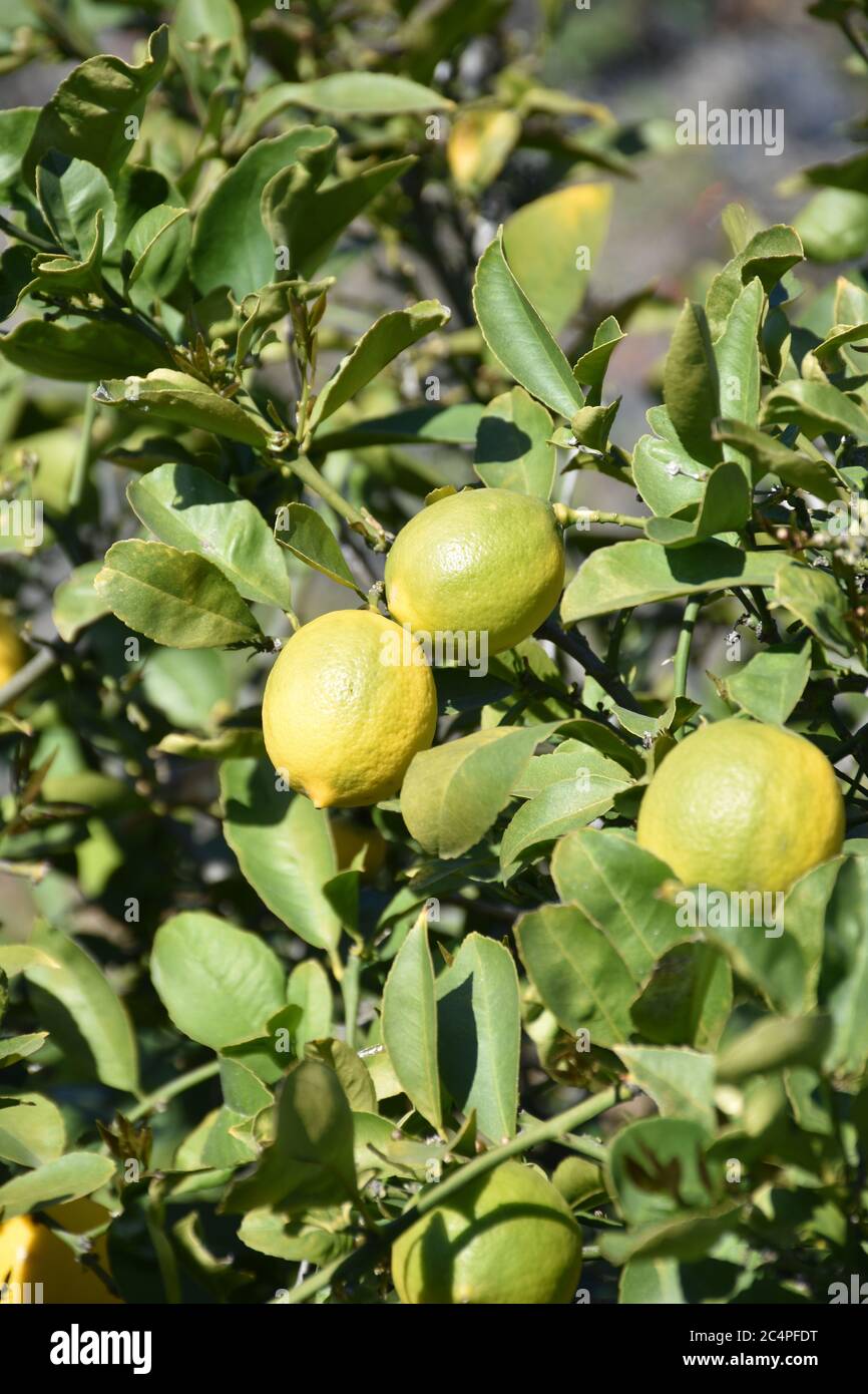 Lemon tree with a group of ripening lemons Stock Photo - Alamy