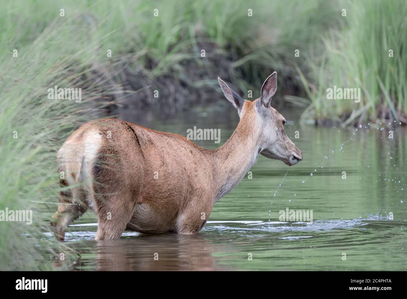 Red deer cools down in the river (Cervus elaphus) Stock Photo