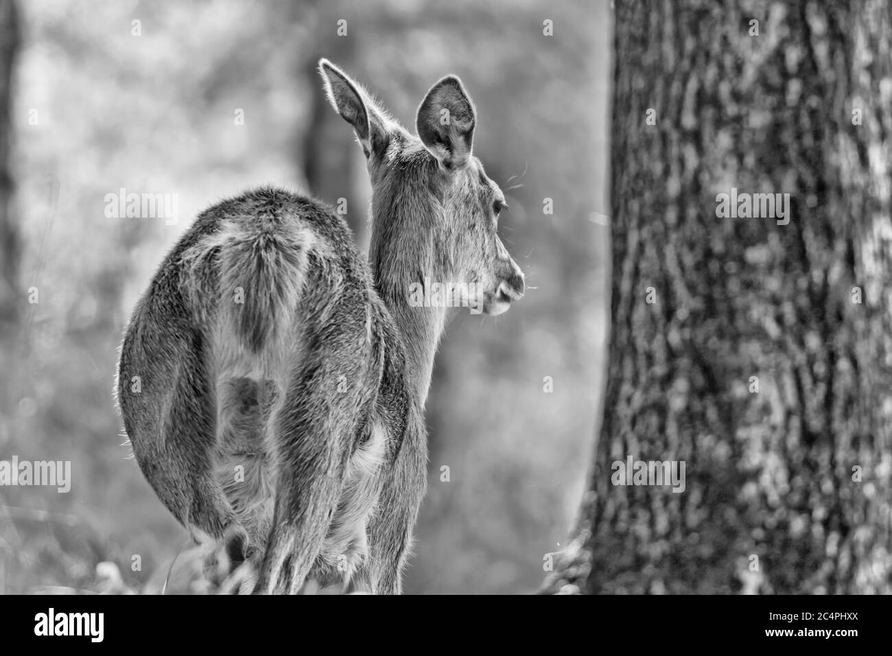 Black and white portrait of deer in the woods (Cervus elaphus) Stock Photo