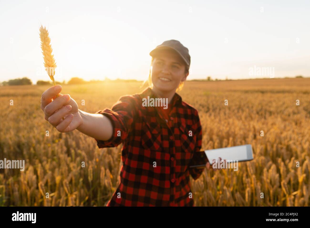A woman farmer stands in a agricultural field at sunset and looks at an ear of wheat. Stock Photo
