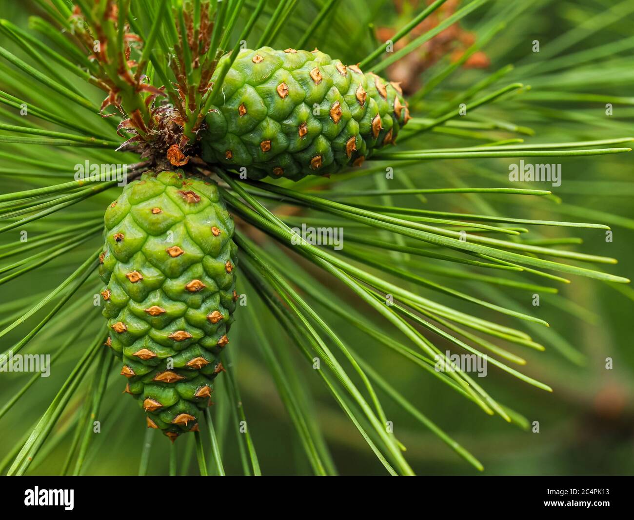 Young green cones on a branch of a Japanese red pine tree, Pinus densiflora Stock Photo