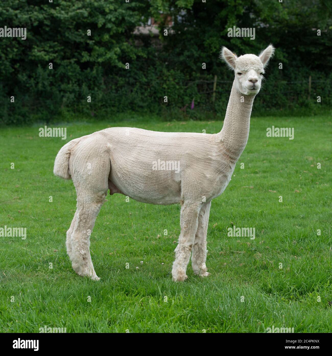 Side view of baby alpaca hi-res stock photography and images - Alamy