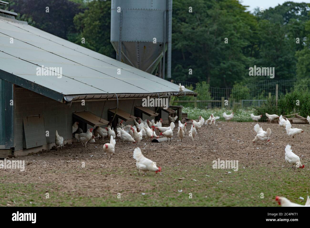 commercial free range egg production Stock Photo