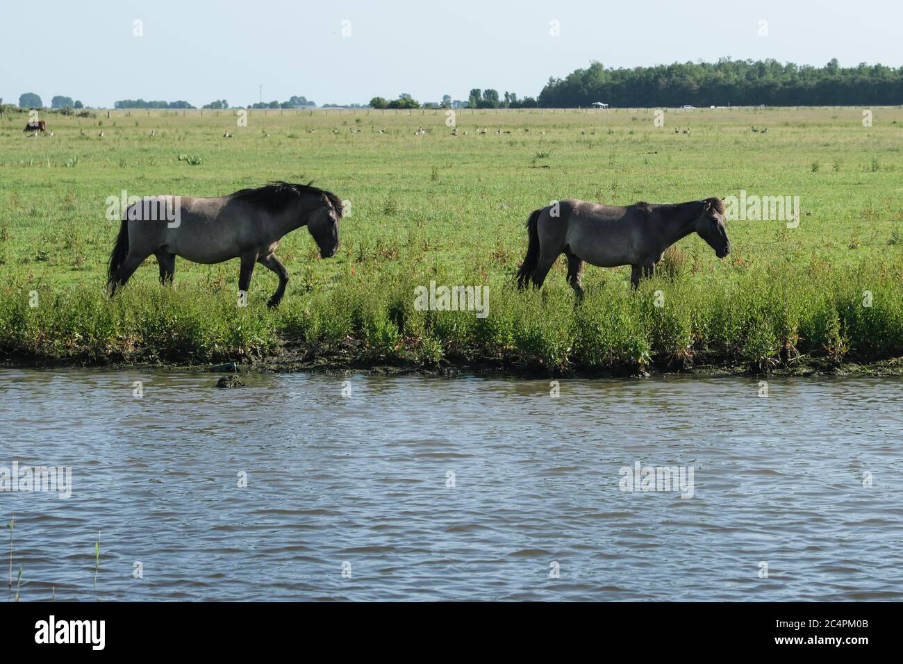 Europe Netherland - Horses on the shore of a canal in Holland Stock Photo