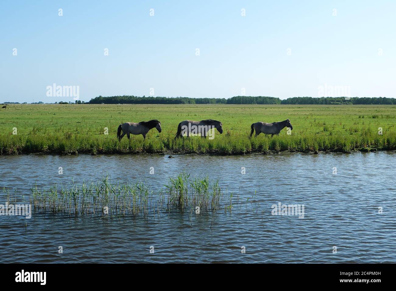 Europe Netherland - Horses on the shore of a canal in Holland Stock Photo
