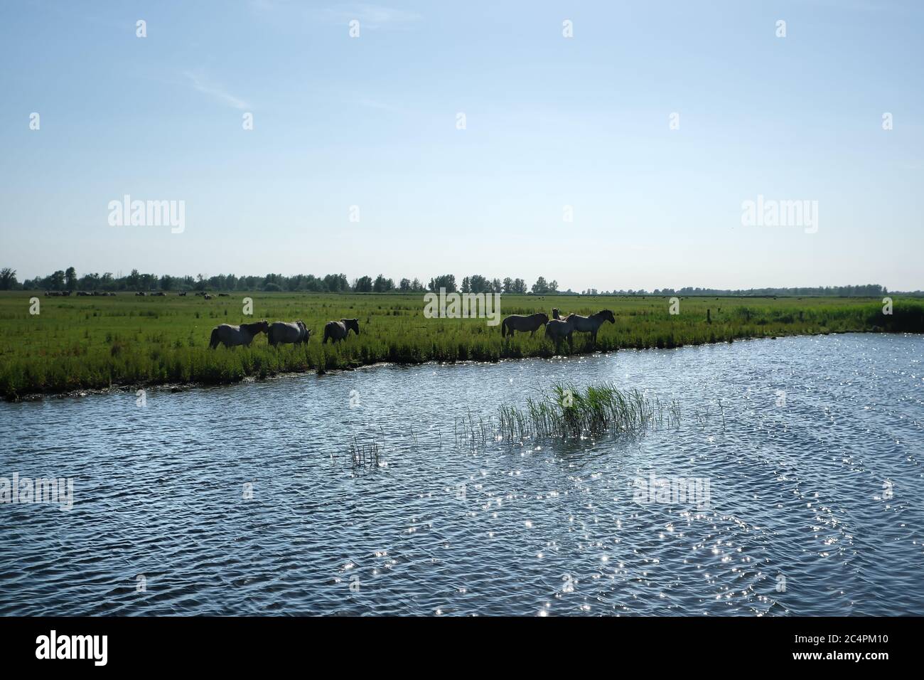 Europe Netherland - Horses on the shore of a canal in Holland Stock Photo