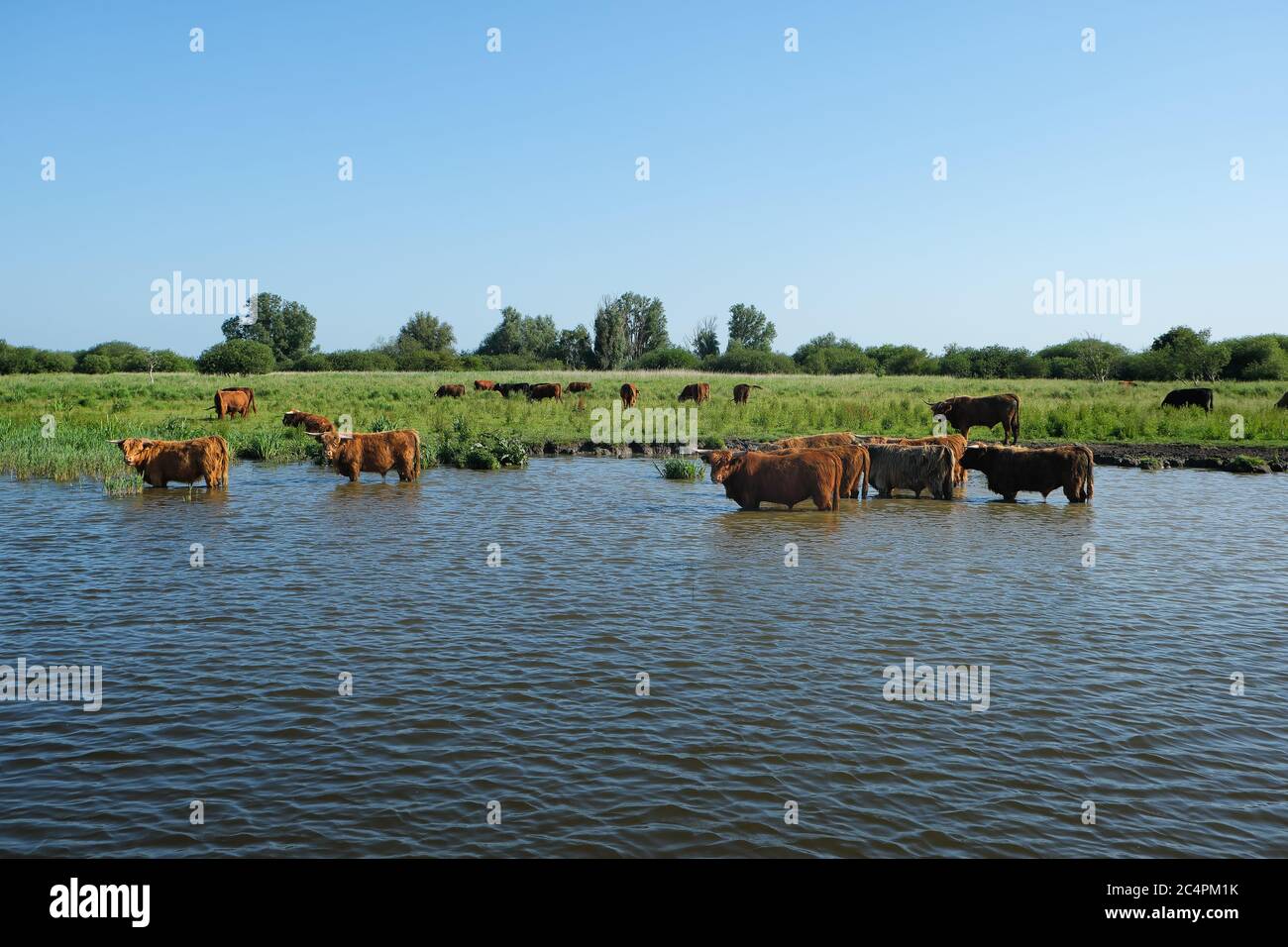 Europe, Netherland, Beef stand in the canal and cool down Stock Photo