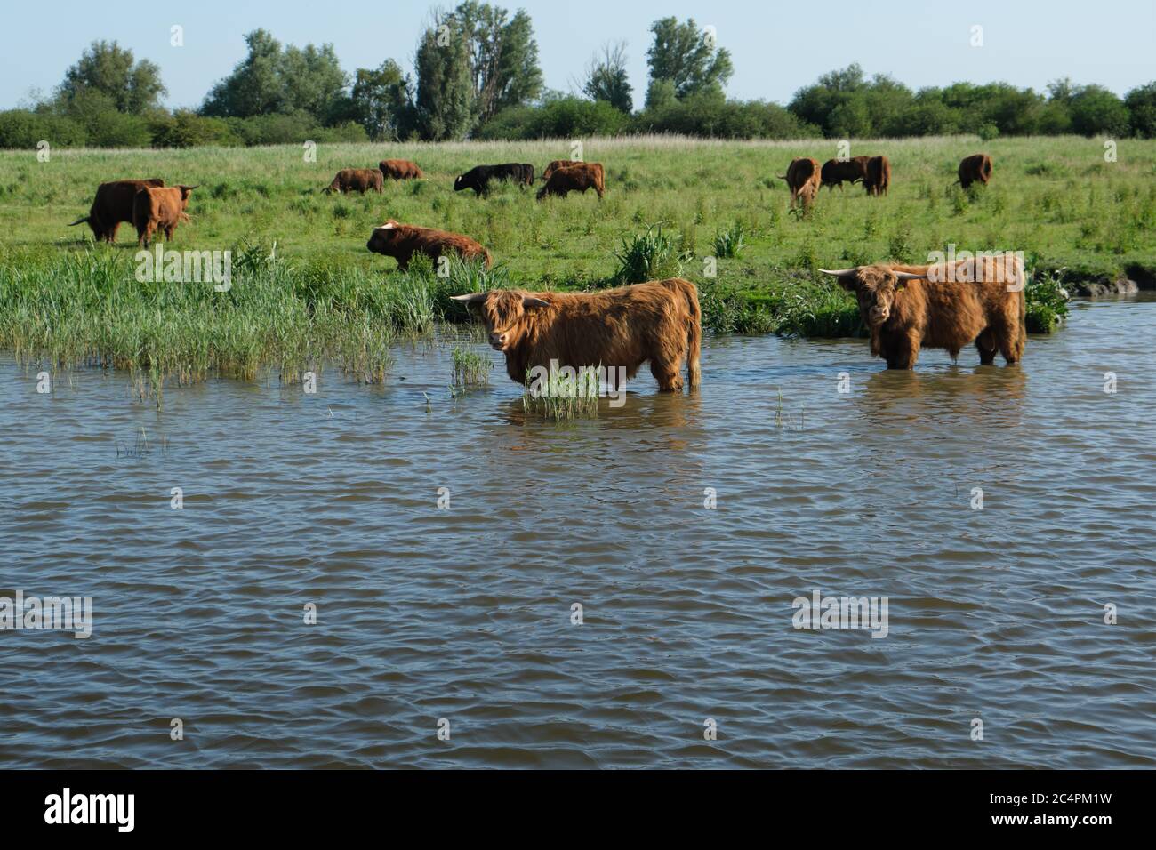Europe, Netherland, Beef stand in the canal and cool down Stock Photo
