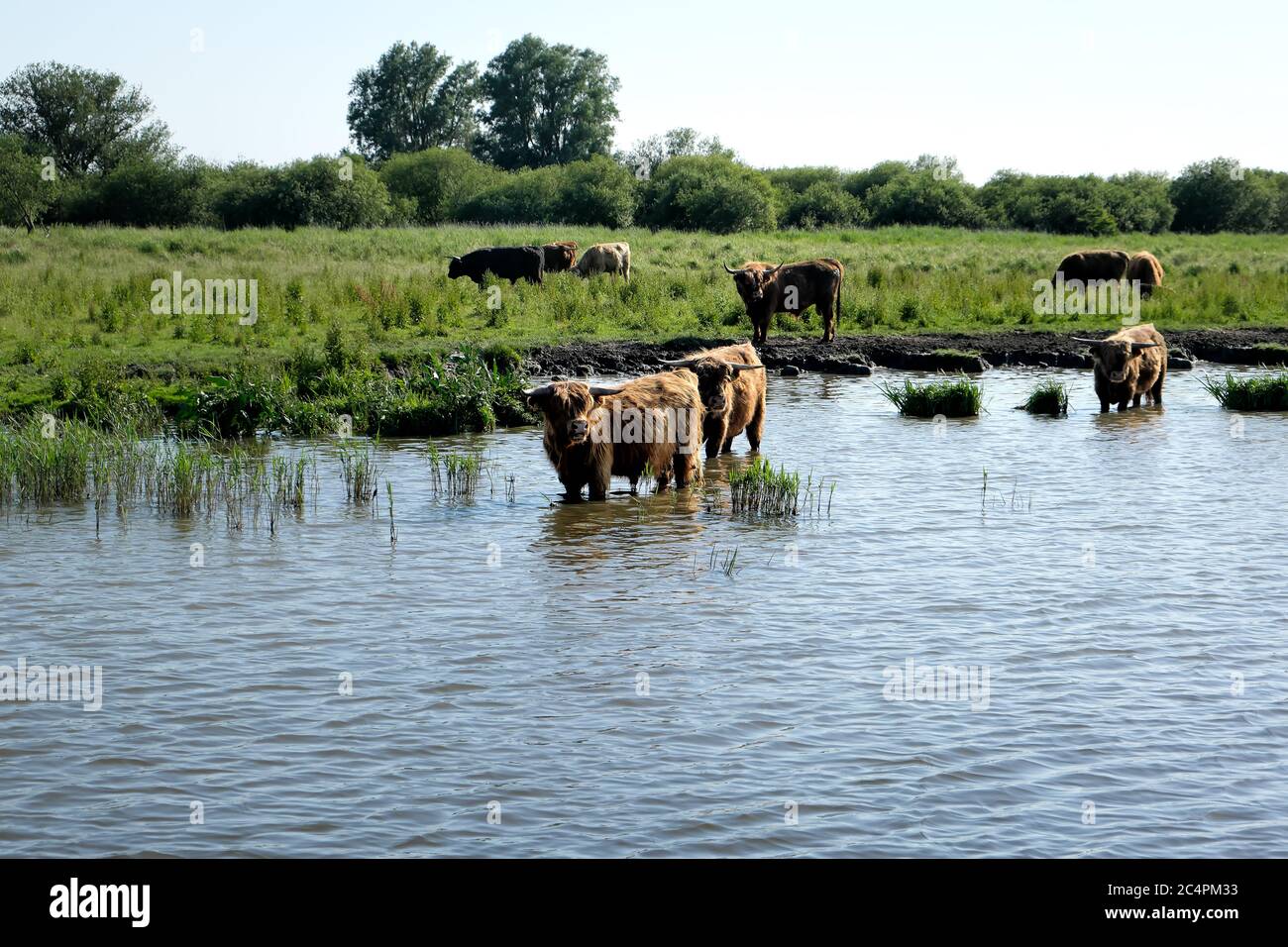 Europe, Netherland, Beef stand in the canal and cool down Stock Photo