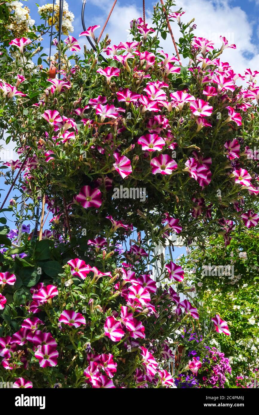 Pink Petunia pot Stock Photo