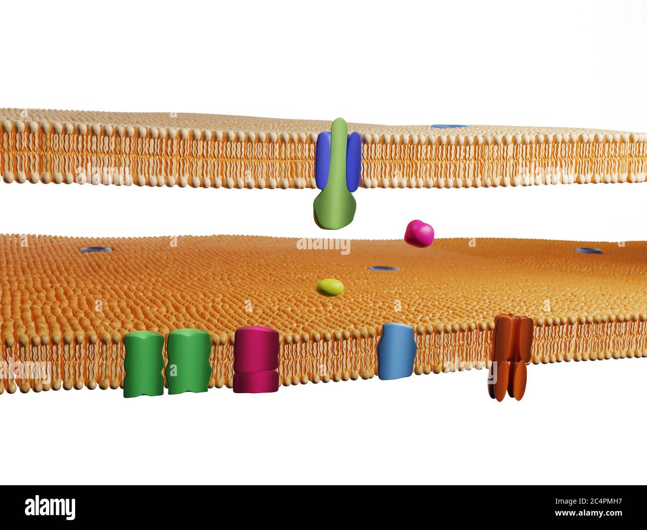 Membrane protein channels at a double lipid bilayer cell membrane. Cell membrane, 3D rendering. Stock Photo