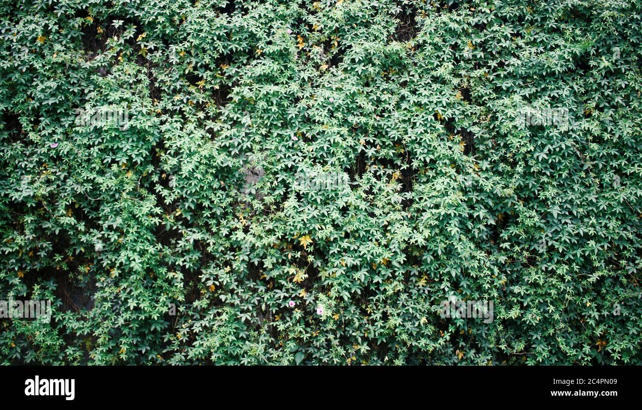 Green wall natural vertical garden Stock Photo - Alamy