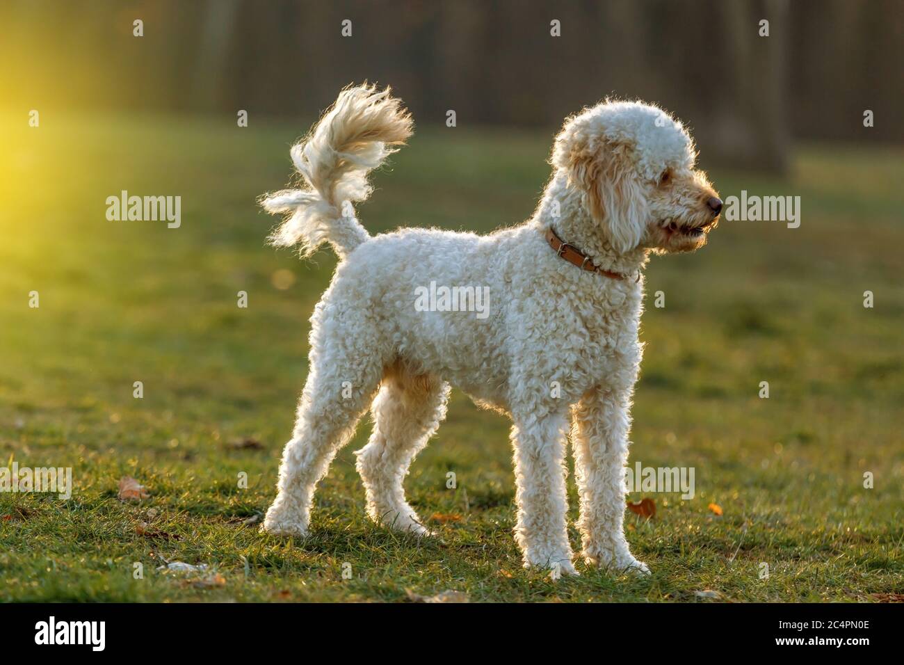 White poodle dog outdoors on green grass Stock Photo - Alamy