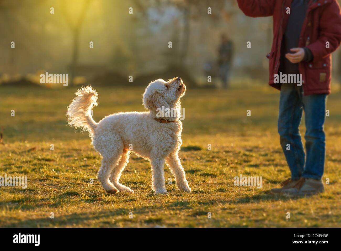 White poodle dog outdoors on green grass Stock Photo - Alamy