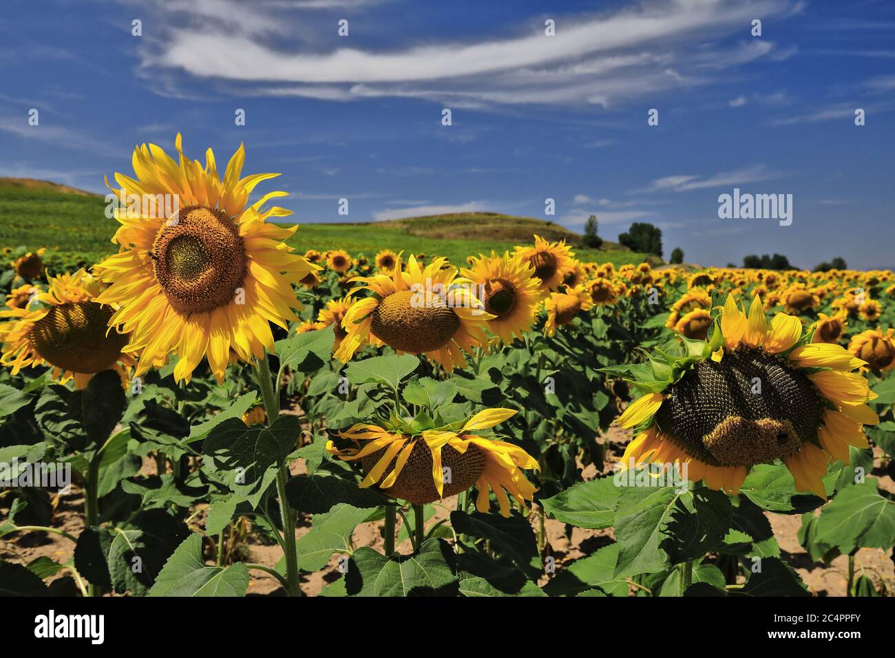 Close-up of a sunflower-Helianthus annuus field in its peak growth season under the clear blue sky and bright midday sun of an August day in the north Stock Photo