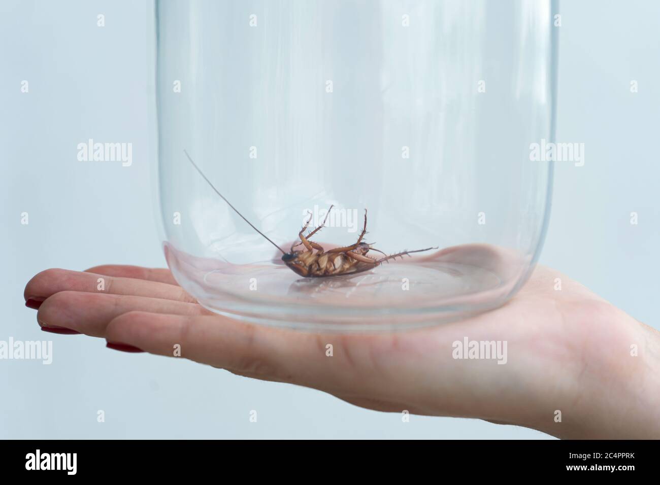 The girl holds on her palm a glass jar with a cockroach inside Stock ...
