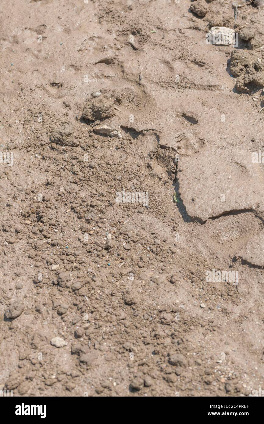 Soil structure of drying muddy silt in field. Severe rain run-off in cropped field left areas of fine silt where the water had pooled, then dried out. Stock Photo