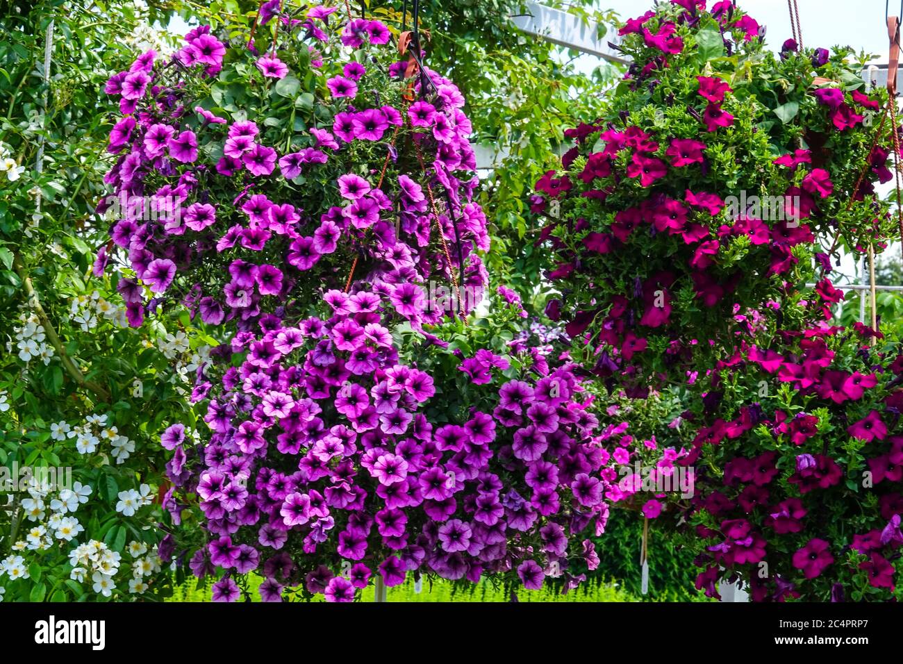 Purple Petunias surfinia in  hanging pot Stock Photo