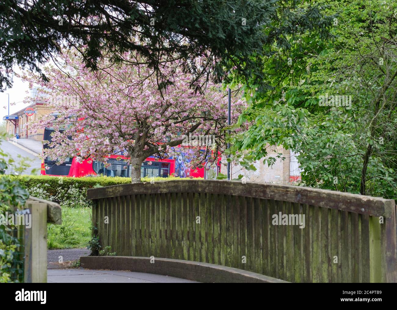 Short pedestrian bridge with trees & foliage, looking  towards Pinner Underground Station, in the Spring & London Bus behind tree with pink blossoms. Stock Photo