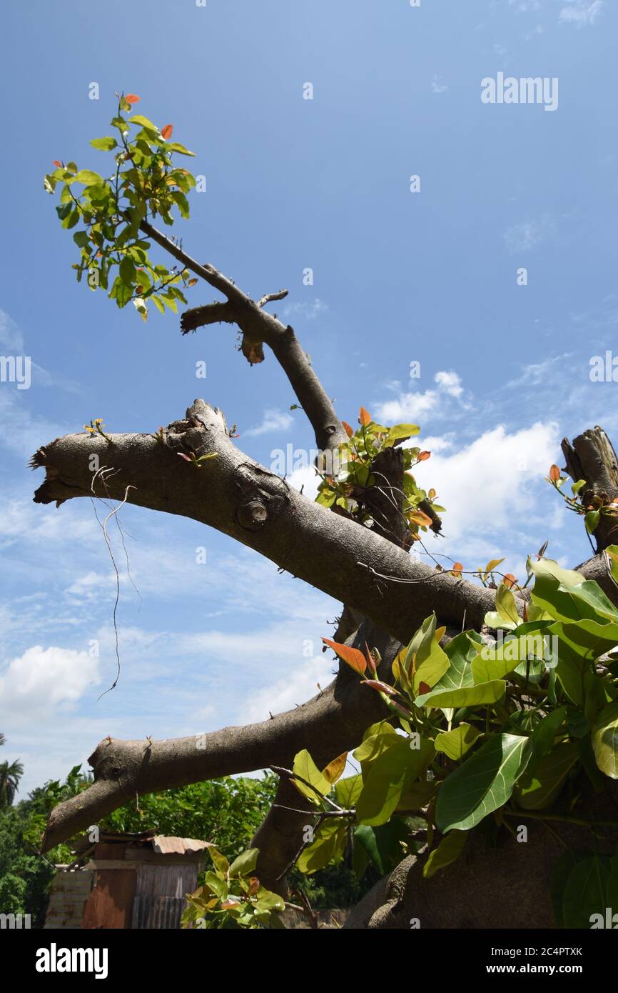 Howrah amphan hi-res stock photography and images - Alamy