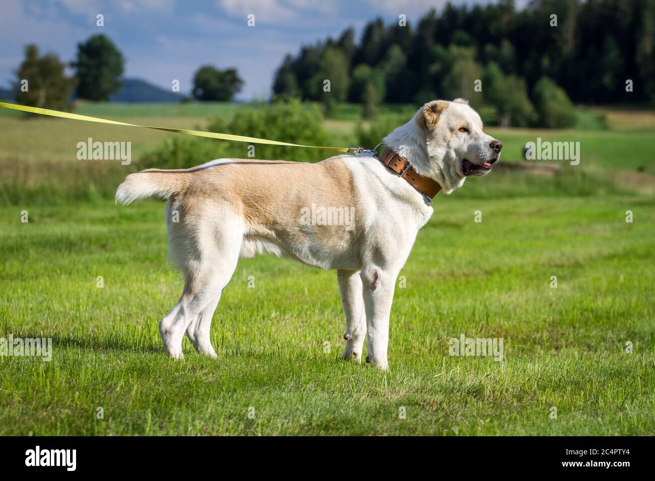 Portrait of a Central Asian Shepherd Dog (Alabai, Owtcharka) standing on a meadow Stock Photo
