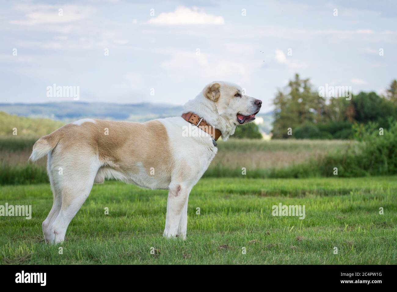 Portrait of a Central Asian Shepherd Dog (Alabai, Owtcharka) standing on a meadow Stock Photo