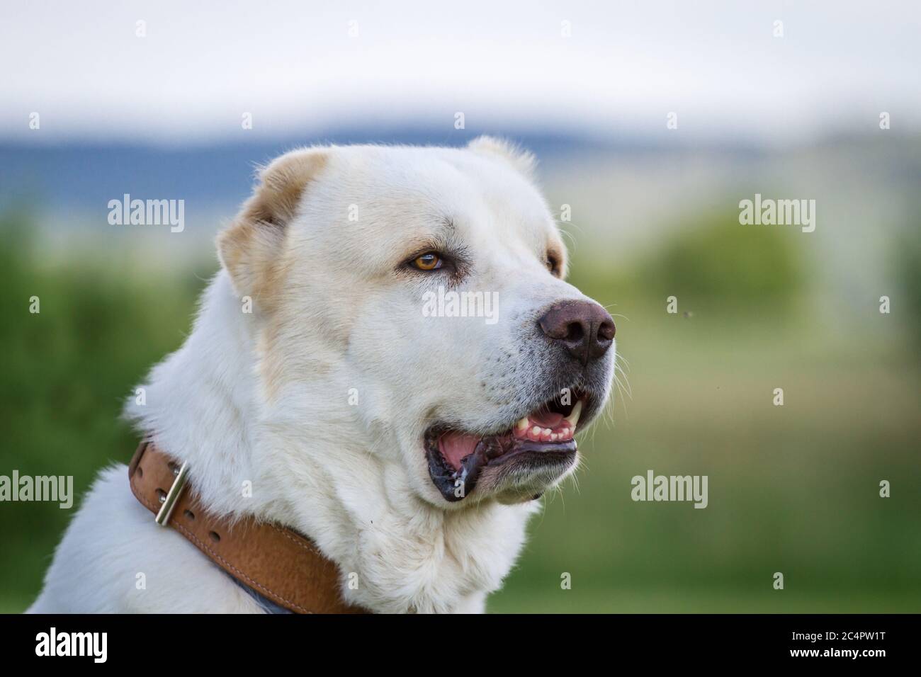Portrait of a Central Asian Shepherd Dog (Alabai, Owtcharka) Stock Photo