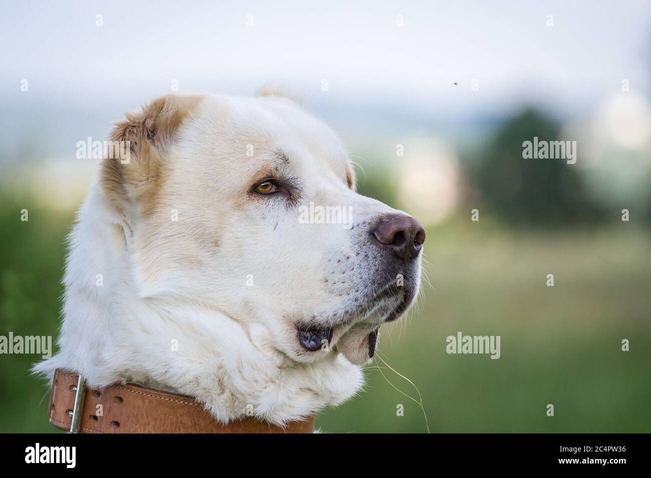 Portrait of a Central Asian Shepherd Dog (Alabai, Owtcharka) Stock Photo