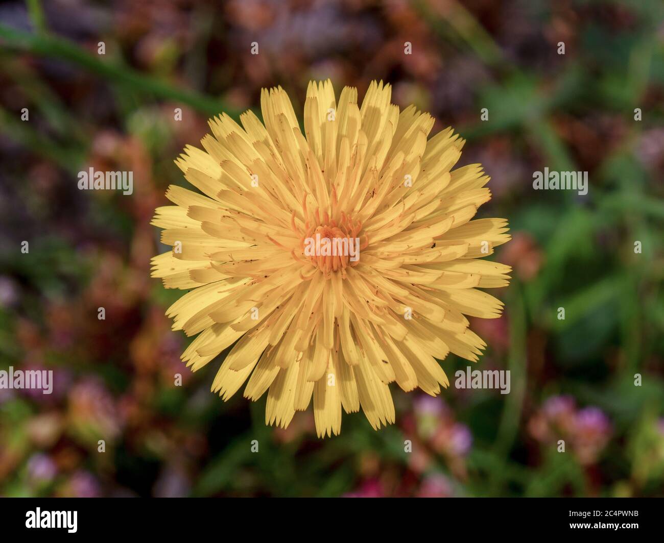 Dandelion seeds top view hi-res stock photography and images - Alamy