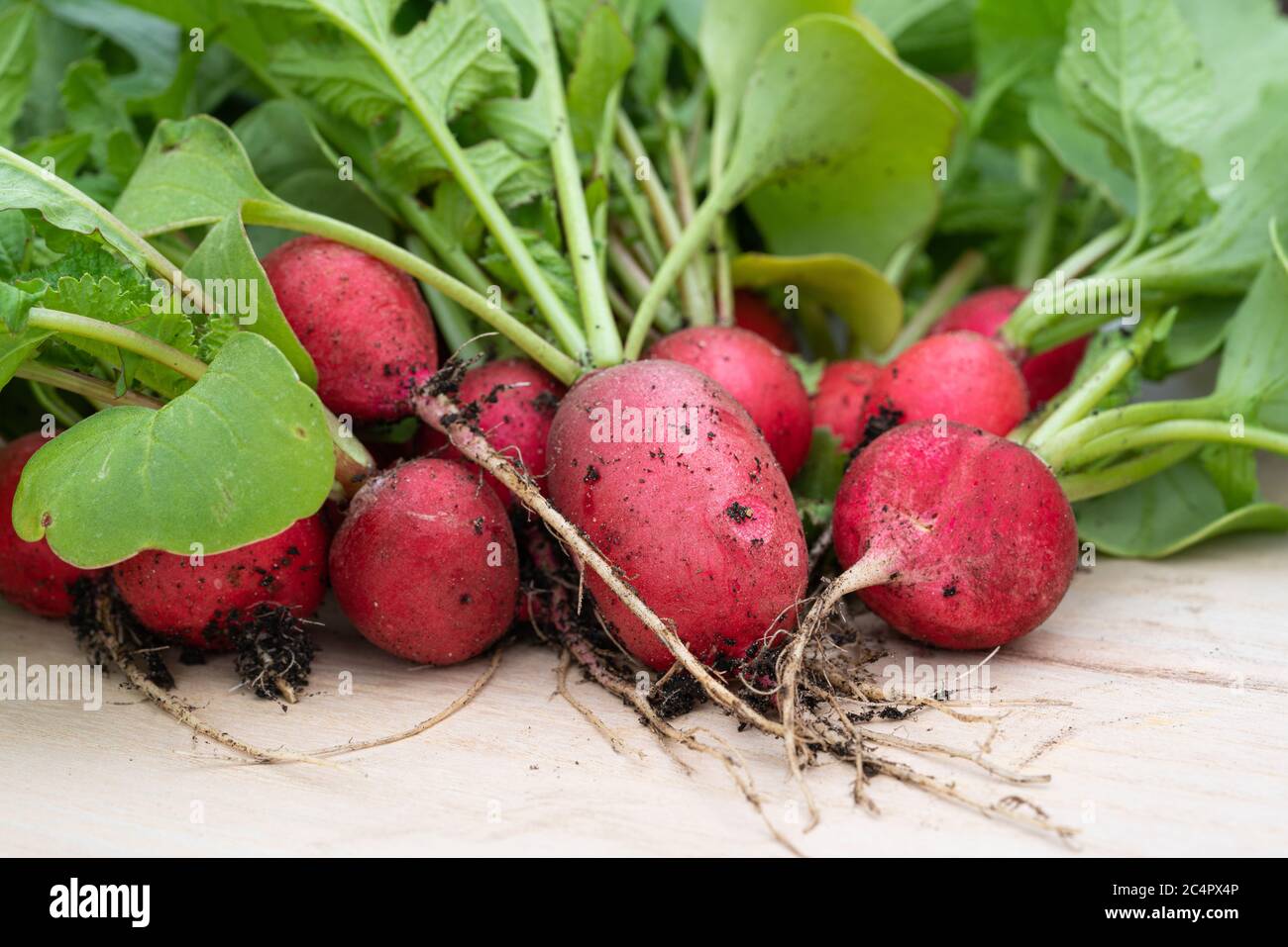 Redish leaf hi-res stock photography and images - Alamy