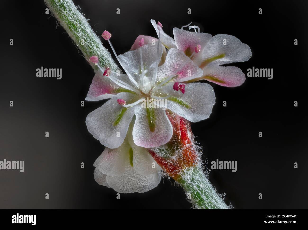 Bailey's Buckwheat, Eriogonum baileyi var. baileyi Arizona Wildflower Stock Photo