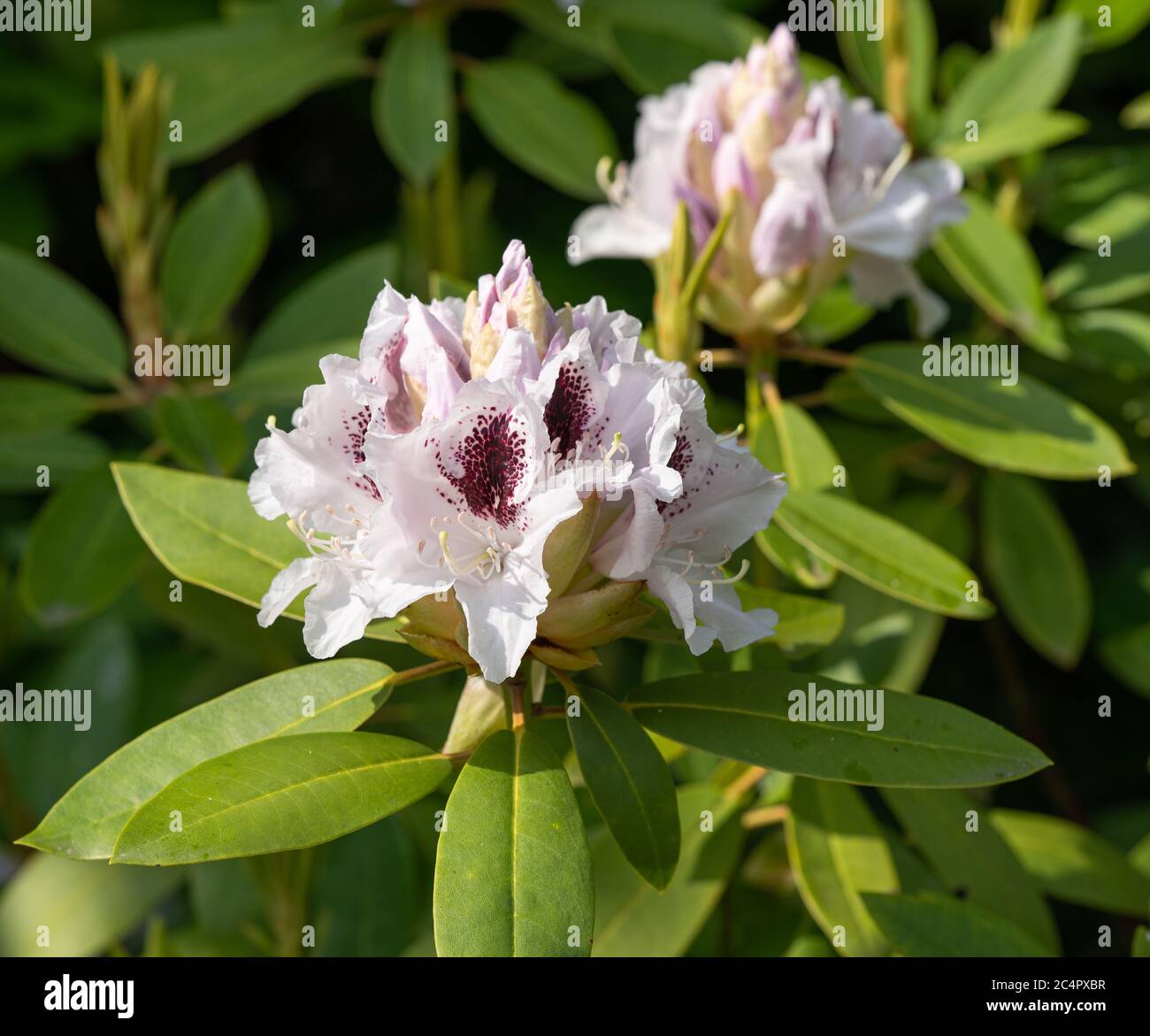 Rhododendron Hybrid Calsap (Rhododendron hybrid), close up of the ...