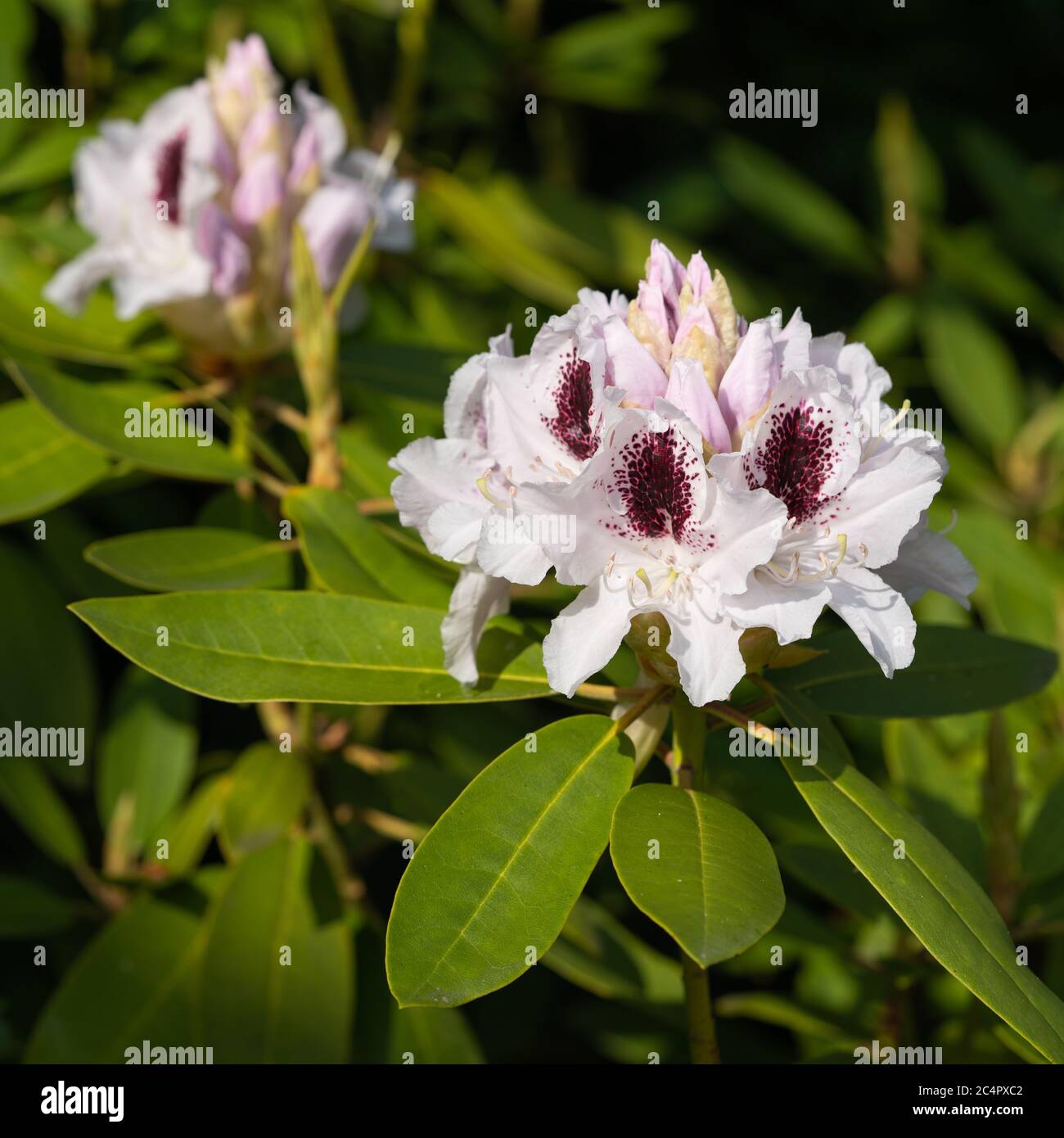 Rhododendron Hybrid Calsap (Rhododendron hybrid), close up of the ...