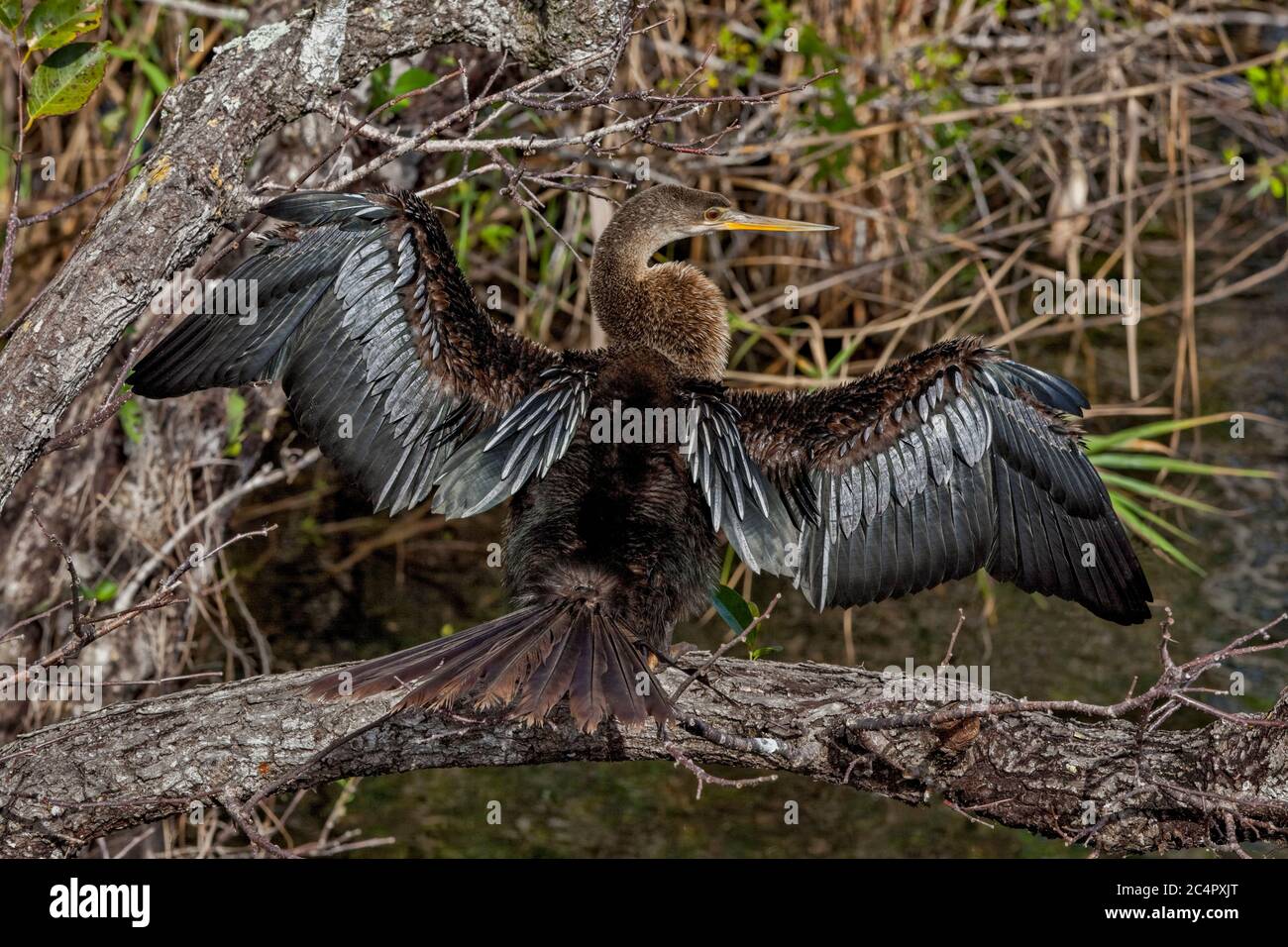 Sunning Anhinga, Florida Everglades Stock Photo