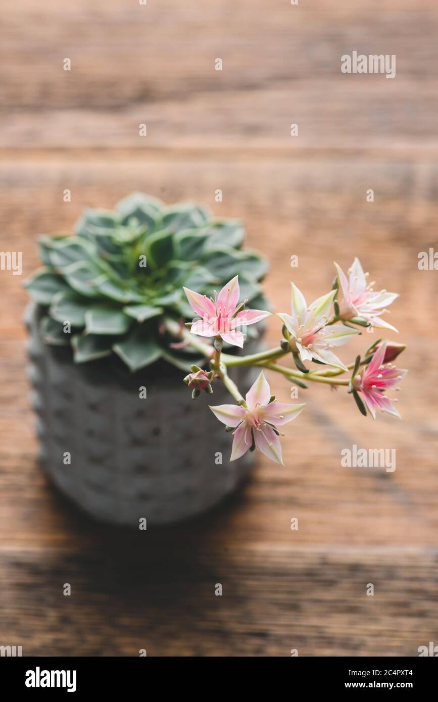 Succulent cactus stone rose in bloom with beautiful pink flowers on a wooden table. Selective focus Stock Photo