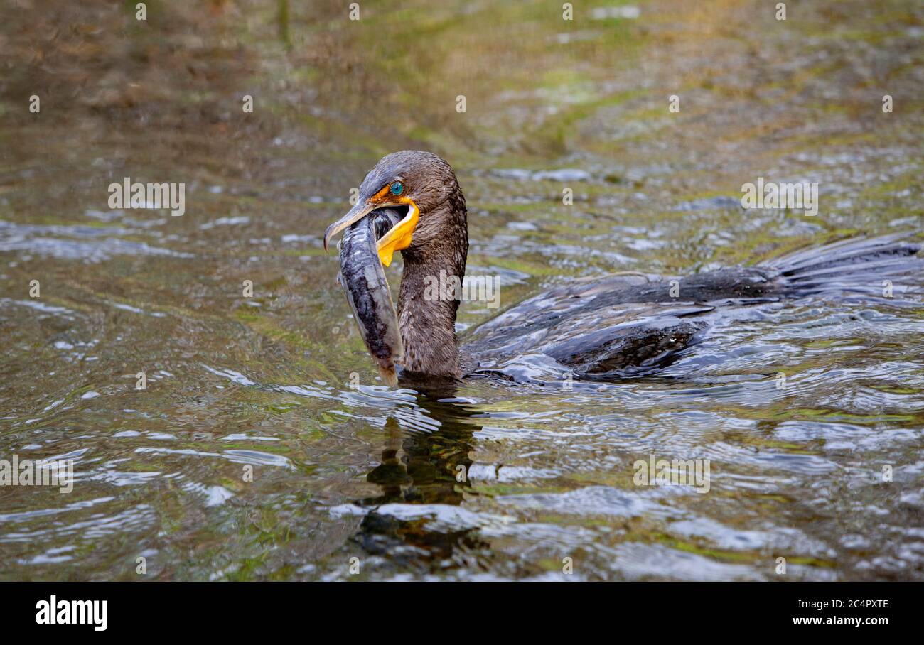 Double-crested Cormorant (Phalacrocorax auritus) with Catfish...  Everglades National Park is a national park in the U.S. state of Florida. The larges Stock Photo
